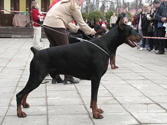  Best Black Male 1 CAC BOS BIS2 COME AS YOU ARE DOGZILLA 
